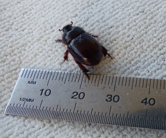 Temnorhynchus retusus