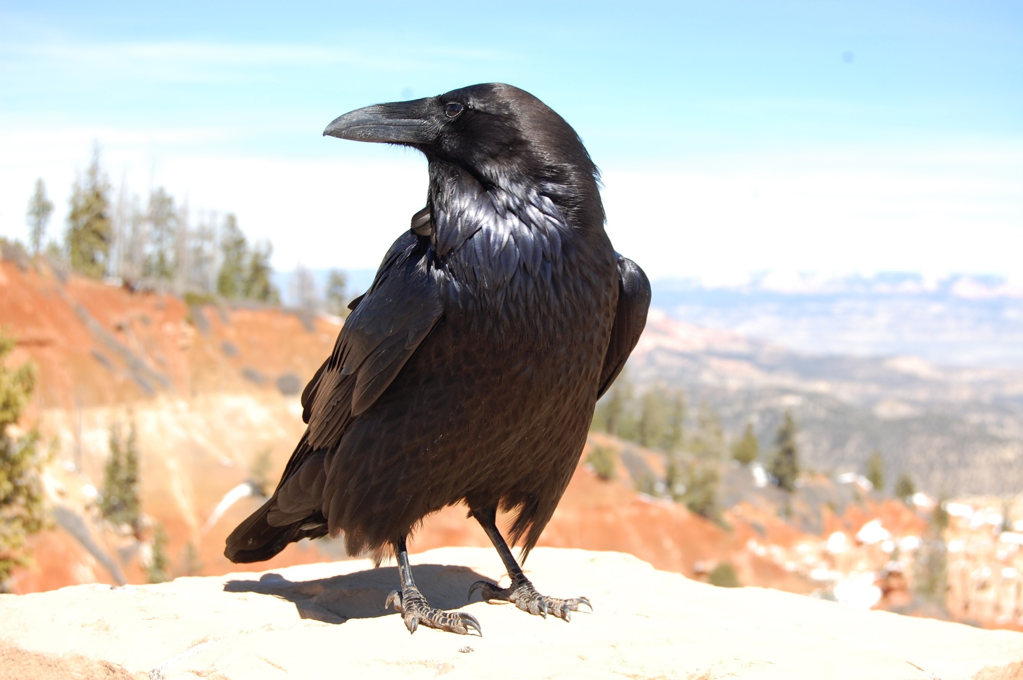 Corvidae - Wikipedia