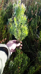 Leucadendron floridum