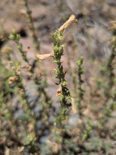 iNaturalist observation photo of Hot Rock Penstemon