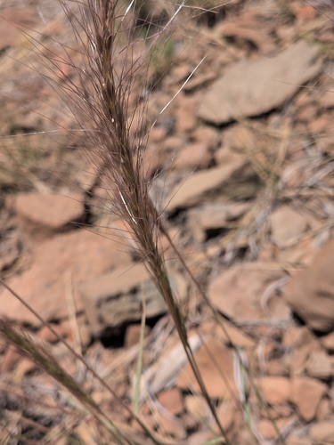 iNaturalist observation photo of wild ryes and wheatgrasses