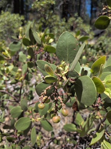 iNaturalist observation photo of greenleaf manzanita