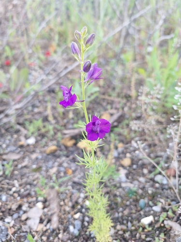Eastern Larkspur