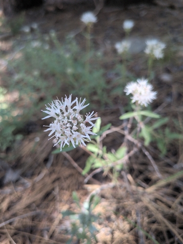 iNaturalist observation photo of Monardella ovata pallida