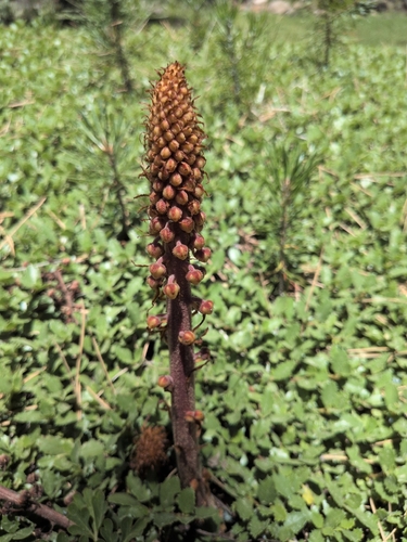 iNaturalist observation photo of woodland pinedrops