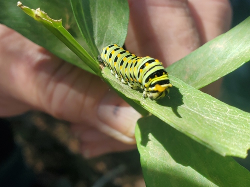 iNaturalist observation photo of Anise Swallowtail