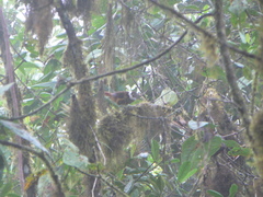 Pseudocolaptes boissonneautii