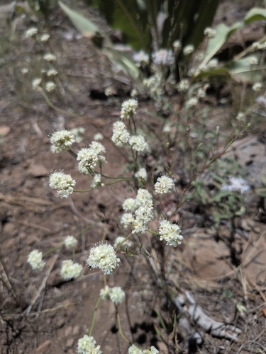 iNaturalist observation photo of Naked Buckwheat