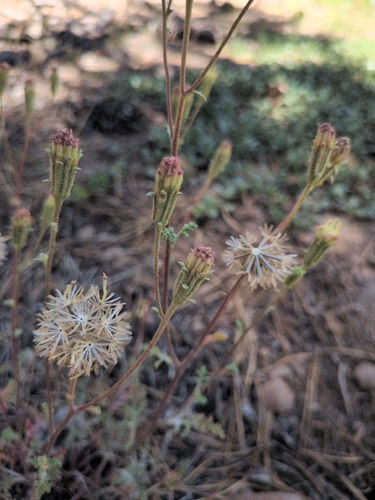 iNaturalist observation photo of Hoary Pincushion