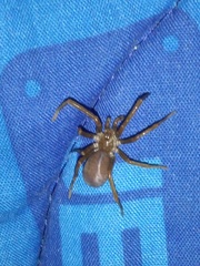 Kukulcania hibernalis