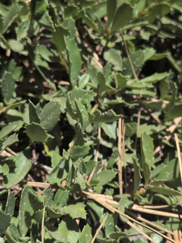 iNaturalist observation photo of Mahala mat