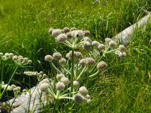 iNaturalist observation photo of ranger buttons