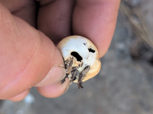 iNaturalist observation photo of Veiled Polypore