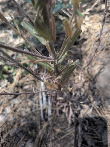 iNaturalist observation photo of Reflexed Rockcress