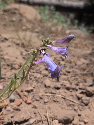 iNaturalist observation photo of Royal Beardtongue