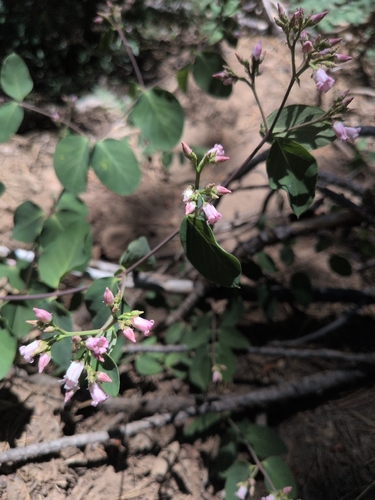iNaturalist observation photo of spreading dogbane