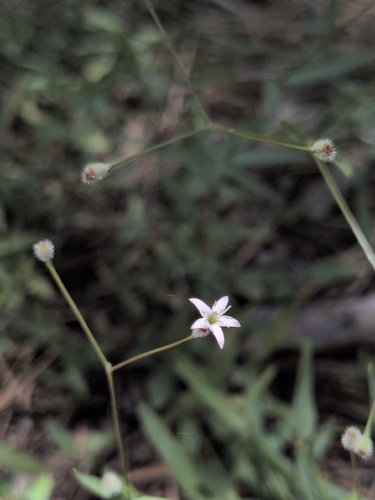 iNaturalist observation photo of milk kelloggia