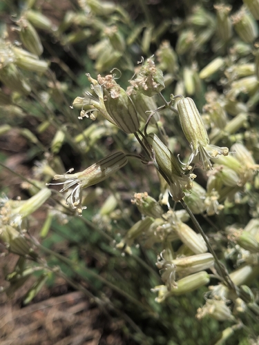 iNaturalist observation photo of Douglas' Catchfly