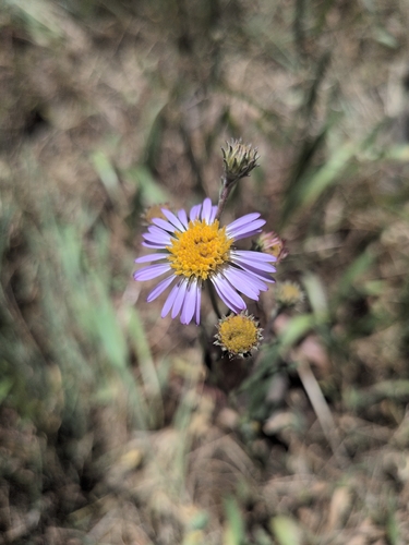 iNaturalist observation photo of western mountain aster