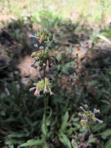 iNaturalist observation photo of Rydberg's Beardtongue