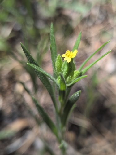 iNaturalist observation photo of mountain tarweed