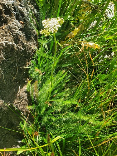 iNaturalist observation photo of common yarrow