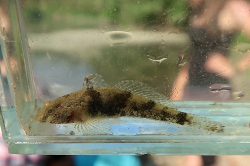 Western tubenose goby (Proterorhinus semilunaris) — Gobiidae — 3