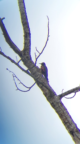 Lewis's Woodpecker