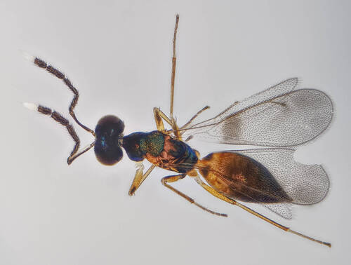Hemiptarsenus ornatus