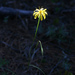 Microseris laciniata - Photo (c) Moosicorn Ranch,  זכויות יוצרים חלקיות (CC BY-NC-ND)