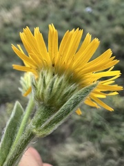 Pentanema oculus-christi, photograph author not stated, no rights reserved