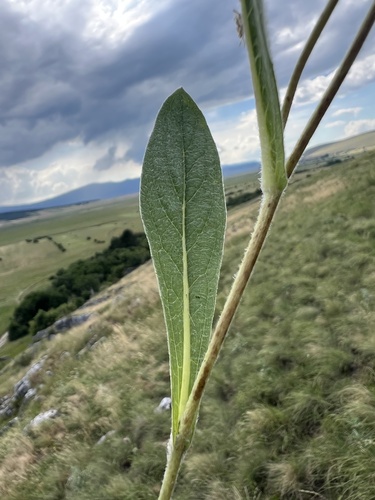 Pentanema oculus-christi, photograph 5