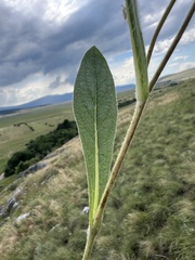Pentanema oculus-christi, photograph author not stated, no rights reserved