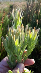 Leucadendron floridum