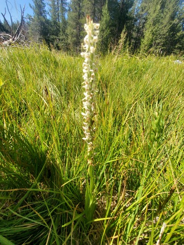 iNaturalist observation photo of Sierra Bog Orchid
