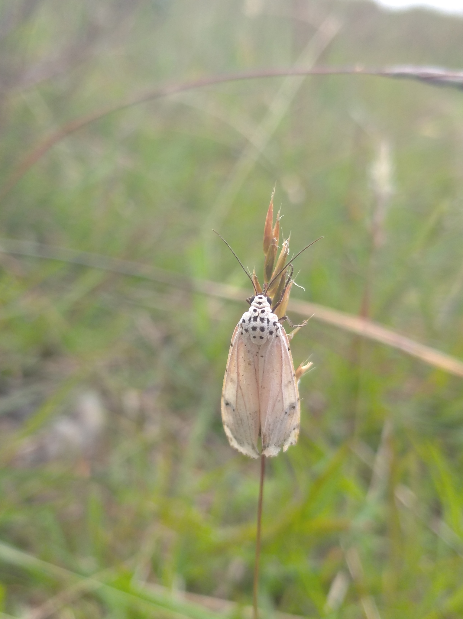 Utetheisa image