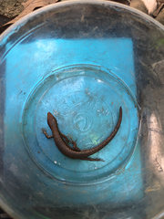 Scincella formosensis