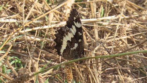 Great Banded Grayling
