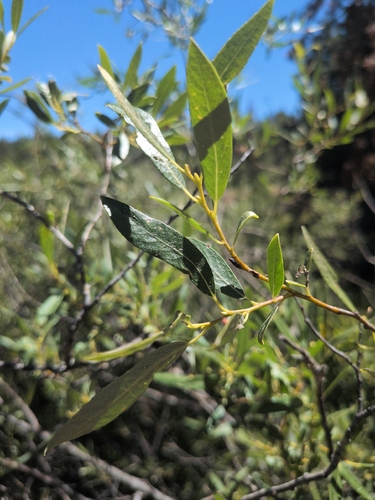iNaturalist observation photo of Willows