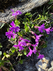 Primula integrifolia, photograph (c) Terry Instone, some rights reserved (CC BY)