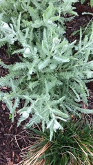 Achillea filipendulina