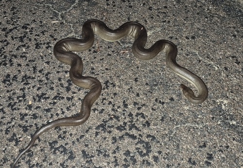 Olive Python