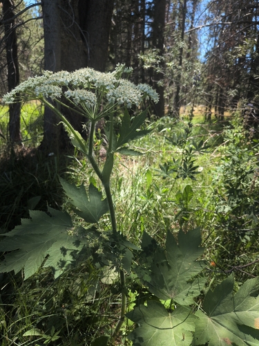 iNaturalist observation photo of common cowparsnip