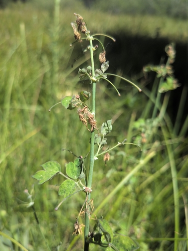 iNaturalist observation photo of Fendler's Meadow-rue