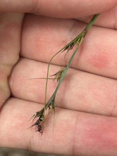 Scleria lithosperma observed 2026-07-12