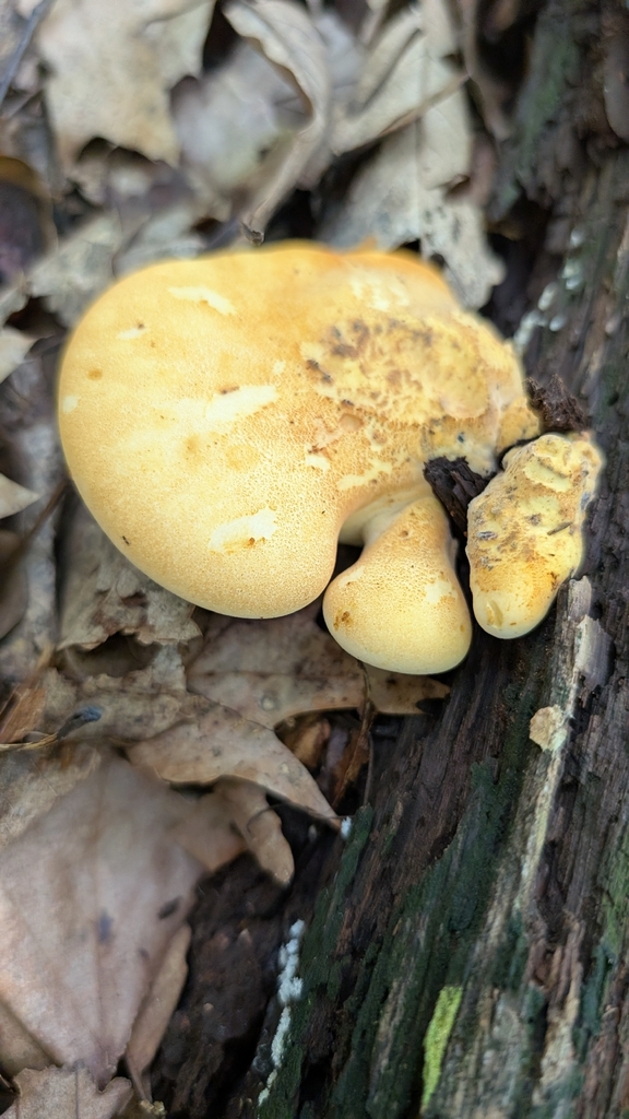 Oak polypore · July 2026 · photo: Photo: no rights reserved · iNaturalist
