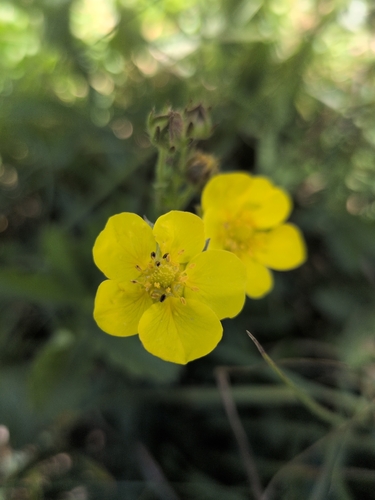 iNaturalist observation photo of slender cinquefoil