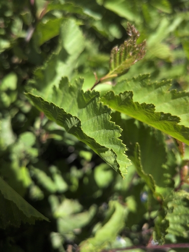 iNaturalist observation photo of grey alder
