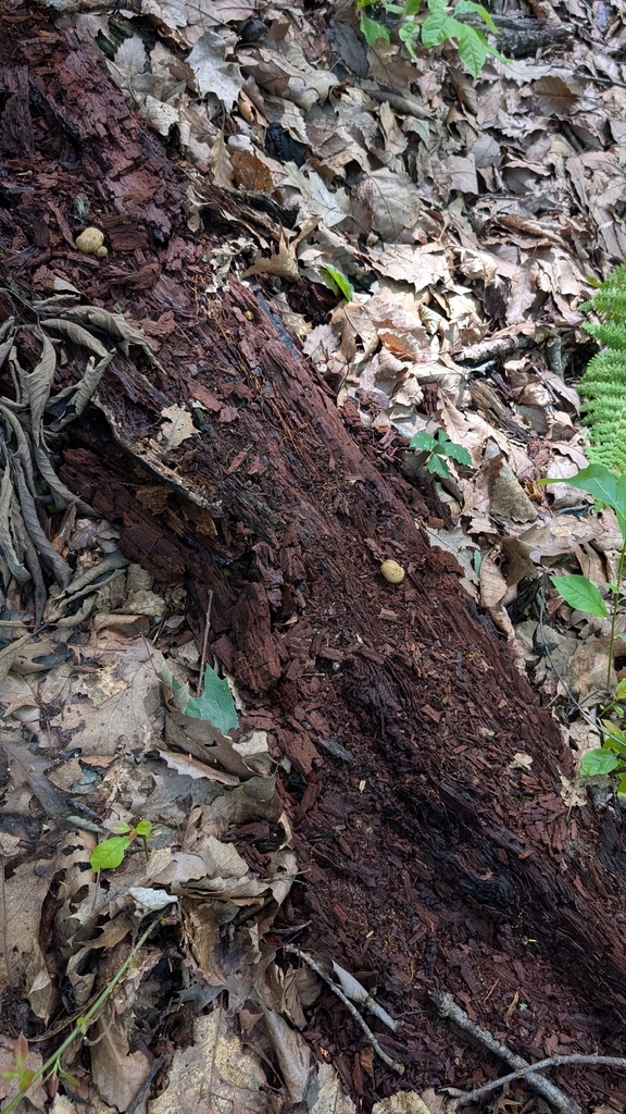 common earthball · July 2026 · photo: Photo: no rights reserved · iNaturalist
