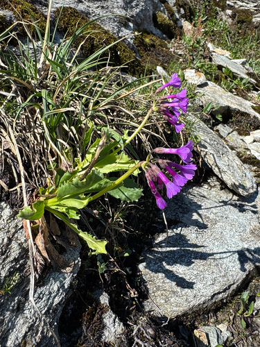 Primula latifolia, photograph 3